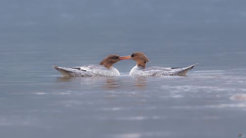 中华秋沙鸭[雌]