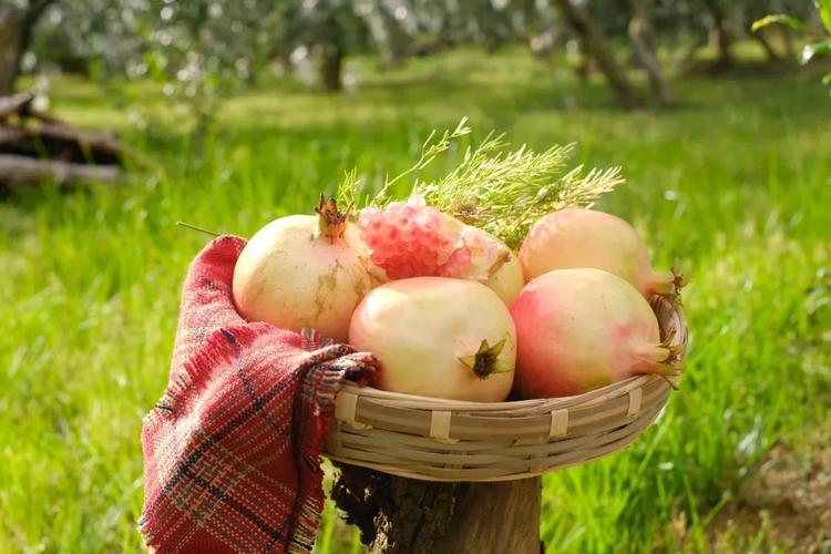 国内最全!蒙自这里藏着307个国内外石榴优良品种