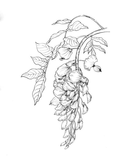 针管笔花卉线稿临摹 紫藤花_针管笔_临摹_花卉_紫藤花