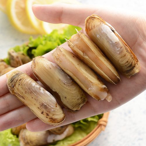 青岛本地鲜活大蛏子新鲜竹蛏子鲜活现捕无沙海鲜水产个大肉肥500g