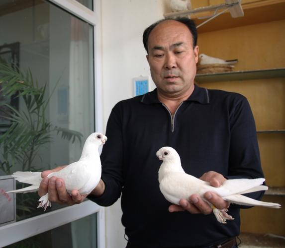 新疆巴音郭楞观赏鸽协会