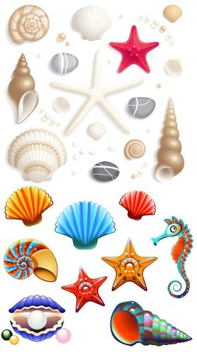 海螺星贝