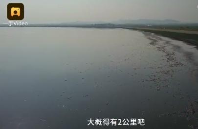 连续高温水库干涸 20万斤鱼被"热死"