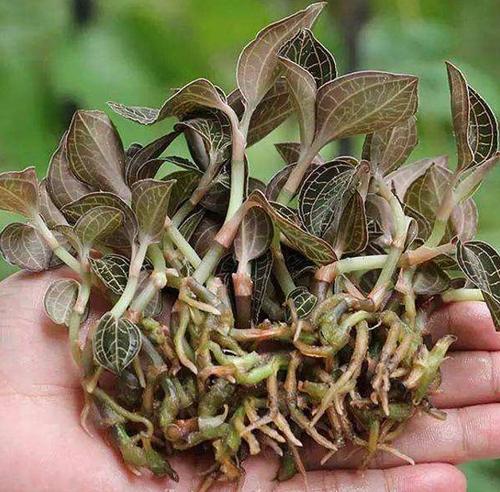 个头不到10厘米,却被誉为"金草",价值上万,可野生不好