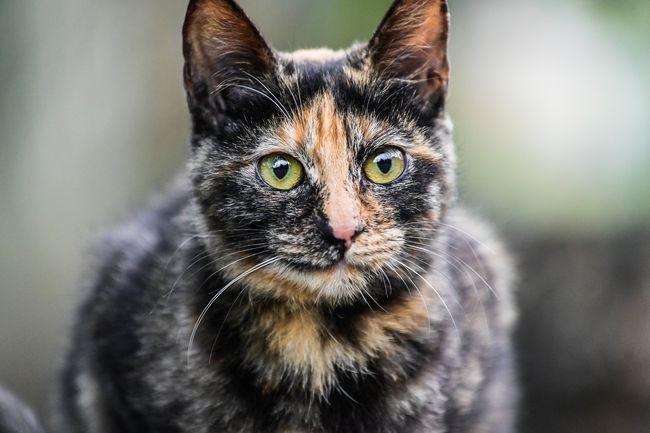 玳瑁猫是什么品种?玳瑁猫名字的由来