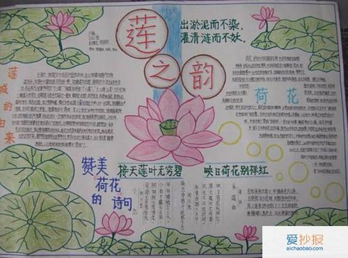 荷花有什么作用的手抄报 荷花手抄报