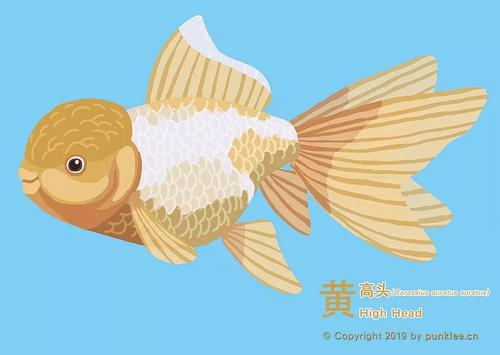 金鱼大图鉴④·鹤顶红&高头