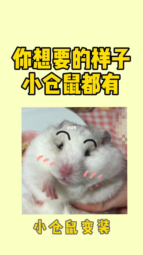 你想要的样子小仓鼠都有_仓鼠_金丝熊_宠物_宠物其他