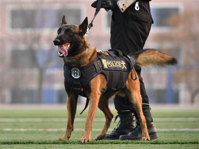 网易首页>网易号>正文申请入驻> 警犬种类一般都是,罗威纳犬,德国牧羊