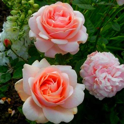 起初园艺 阿芙罗狄/纳斯女神 欧月多季节开花月季花苗庭院花卉