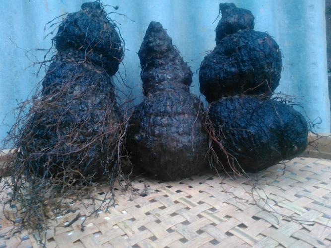 野生新鲜中草药材薯良朱砂莲鸡血莲血母血三七血葫芦朱砂七500克
