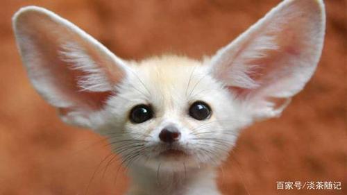 世界上这些即将面临着濒危或灭绝的珍稀可爱小动物,快