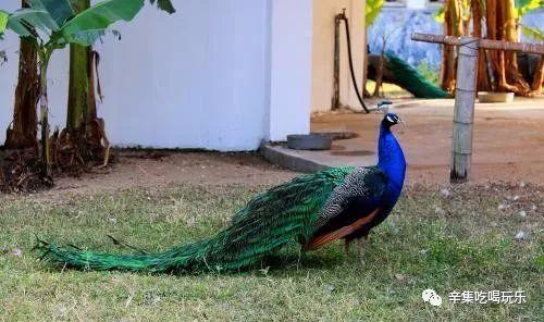 辛集即将空降动物园!狮子老虎,猛兽来袭!门票仅需10元