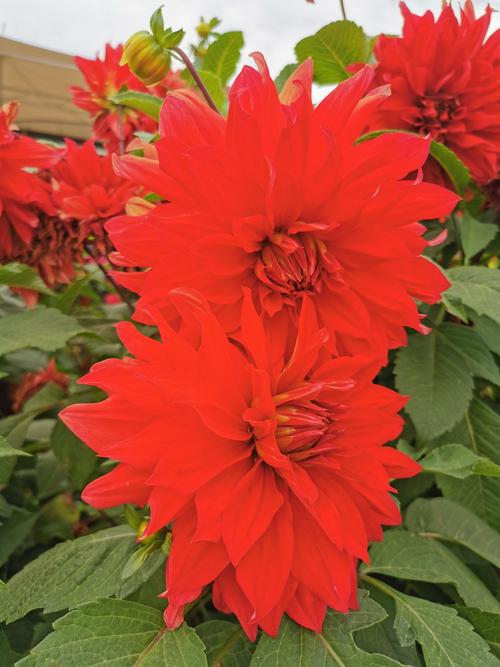 漂亮的的大丽花