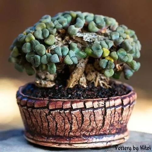 温柔了岁月惊艳了时光独一无二的绝妙多肉老桩盆景一