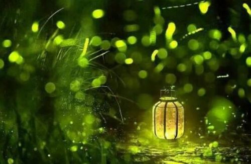 叫叫学院:绘本故事《萤火虫的小灯笼》