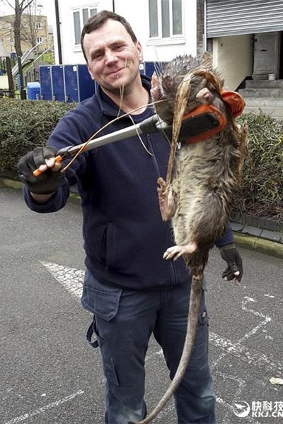 文章 > 正文     这种老鼠学名冈比亚鼠,是世界上已知的最大鼠类,原产