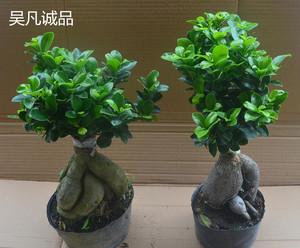 人参榕大小榕树台湾虎皮榕绿植盆栽花卉福建茶盆景包邮办公室家居