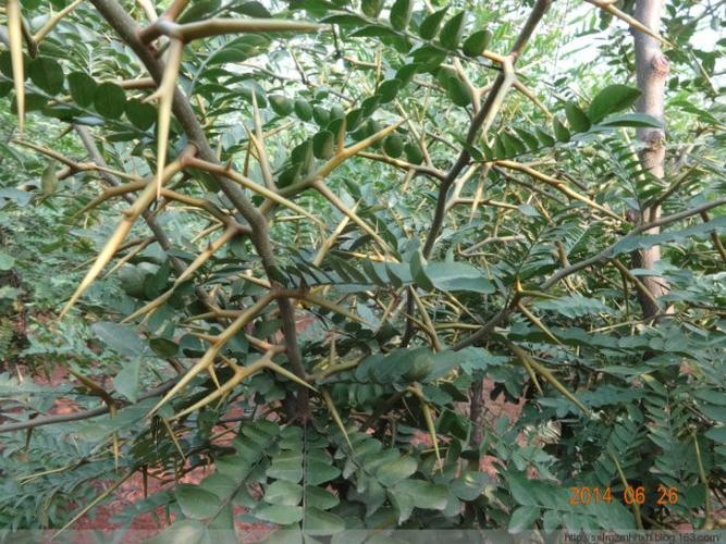 请问这是什么植物,树有刺,各位有认识说说!