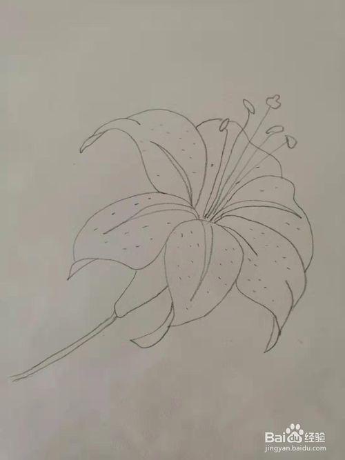 如何画百合花简笔画?