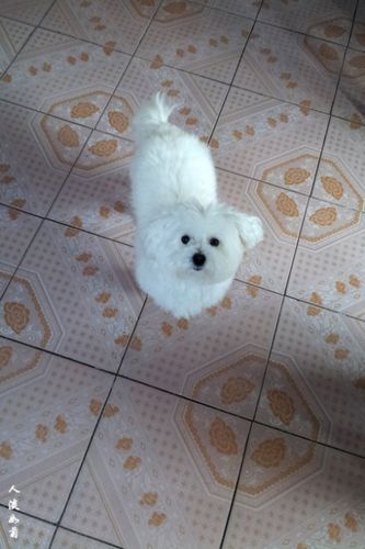 马尔济斯犬(丢丢)