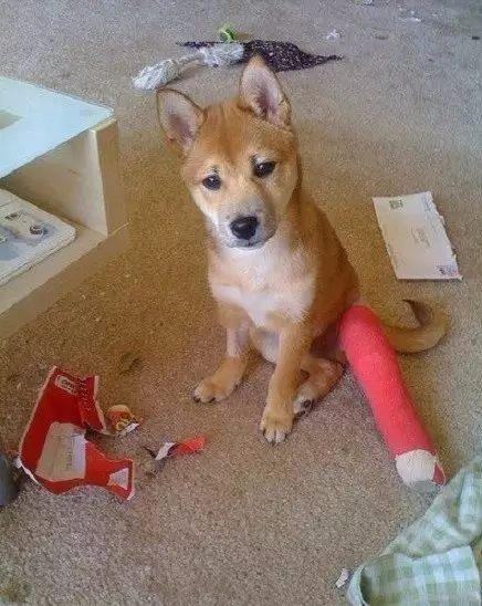 打了石膏的动物们,不厚道地笑了,狗狗:我觉得我可以换