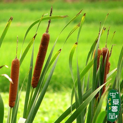 蒲黄,蒲花,蒲厘花粉,蒲棒花粉,蒲草黄,水蜡烛,毛蜡烛,蒲棒