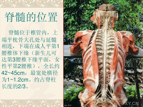 脊髓解剖ppt