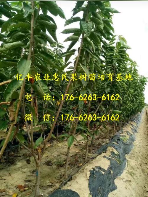 苗木供应 果树苗  供应俄罗斯八号樱桃苗,俄罗斯八号樱桃苗新品种樱桃