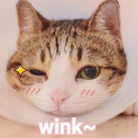 wink表情包是什么意思