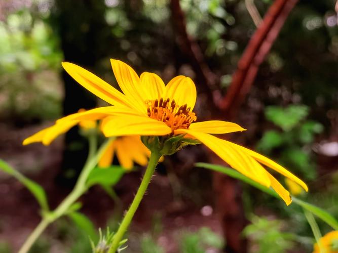 vv首发 图片/肖楠摄影 菊芋花花语:热情,奔放,阳光,积极 代表着坚强