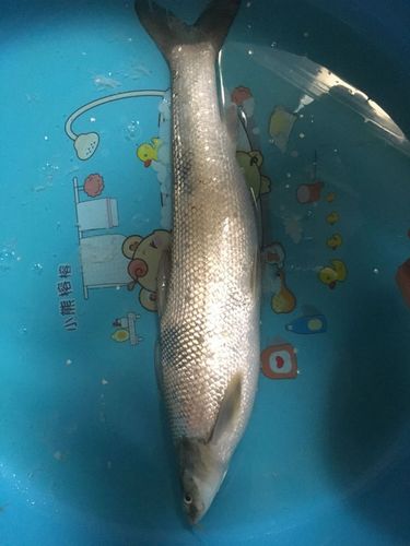 这是什么鱼,四条短须.