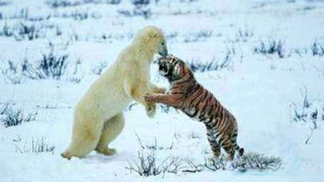 相扑手vs泰森参考北极熊vs老虎合理吗最强北极熊对两虎如何