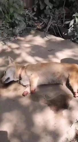 缺德!重庆一狗狗被断四肢!惨死!志愿者泣不成声!