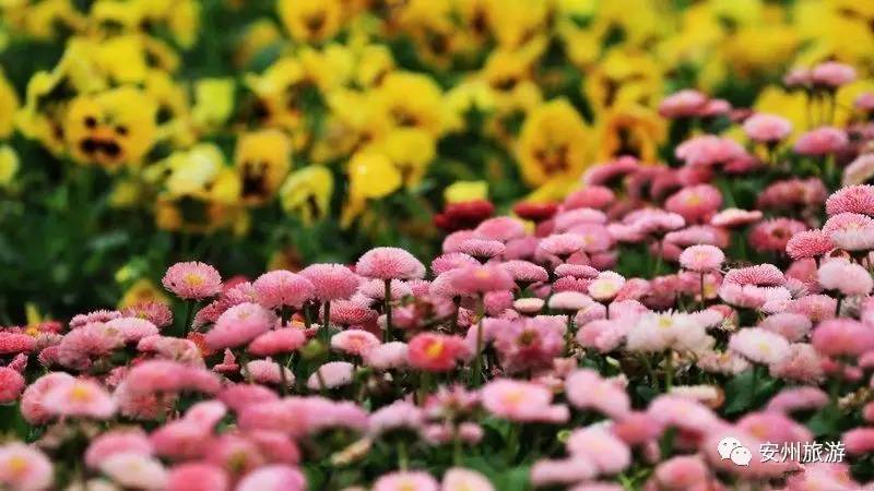 告别拥堵舒心赏花安州区周边乡村春游赏花路线出炉