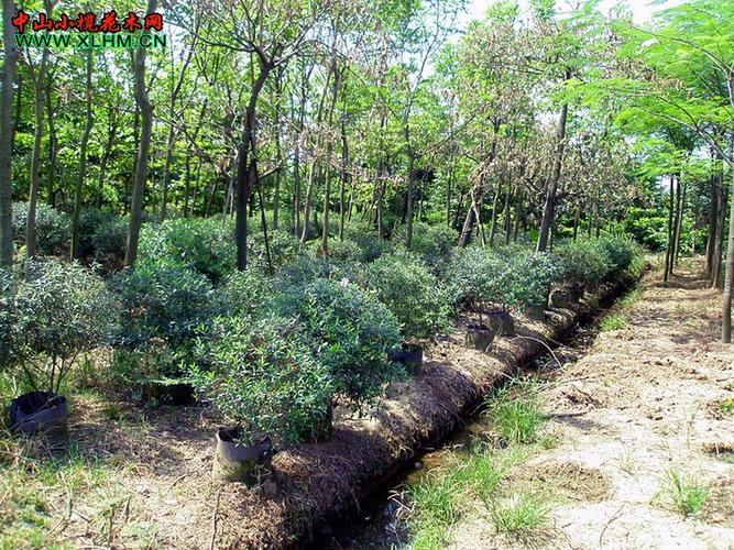 尖叶木樨榄图片