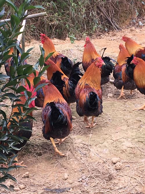 原生态农家走地鸡