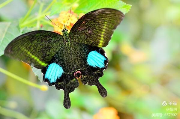 巴黎翠凤蝶