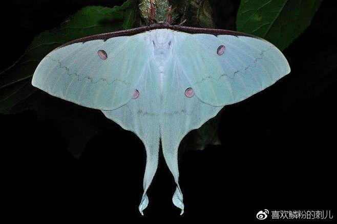 雌性华尾大蚕蛾