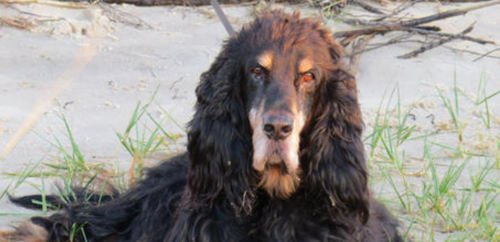 戈登雪达犬的起源和历史