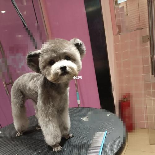 飞耳泰迪_泰迪_泰迪怎么样_泰迪熊怎么样_宠物_宠物美容_宠物_狗