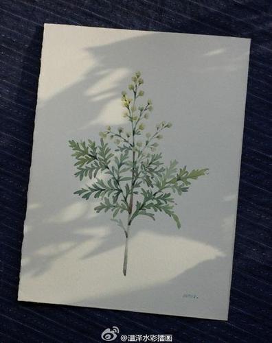青蒿黄花蒿画好了起初只画了叶子听.