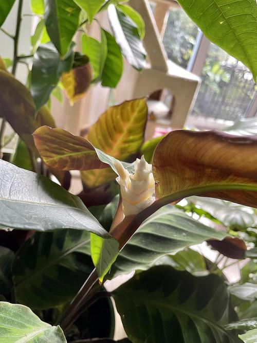 紫背天鹅绒竹芋在开花