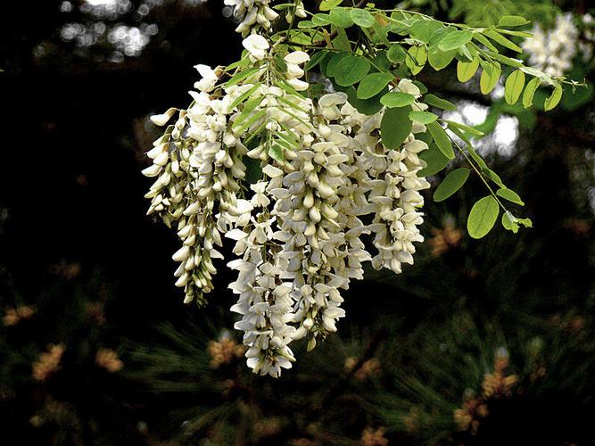 【白槐树花】