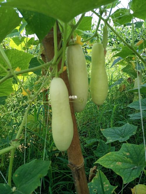 白瓜_农村生活_美食_美食展示