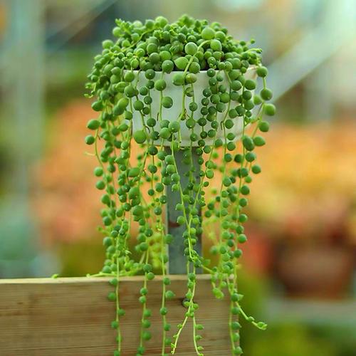 佛珠吊兰特价包邮带盆发货悬挂垂吊多肉植物室内阳台趣味美观