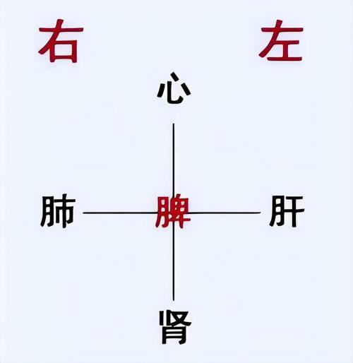 左肝右肺,上心下肾,对应着捏捏四边,方法很简单,用食指伸到我们的肚脐
