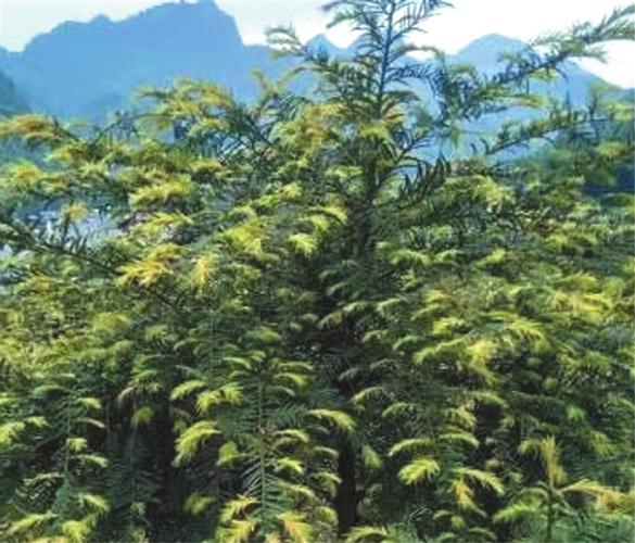 中药材"武七味"遴选活动