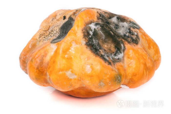 一只白色背景上有霉菌的烂帕蒂潘