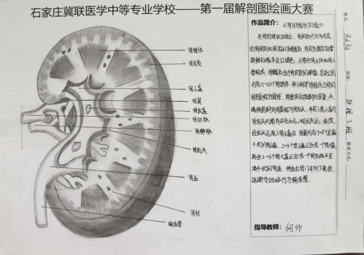石家庄冀联医学中等专业学校首届解剖图绘画大赛